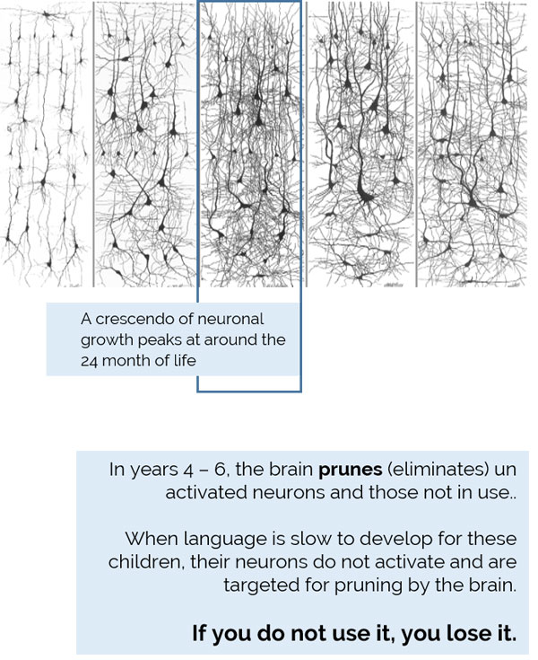 Neuron New 2